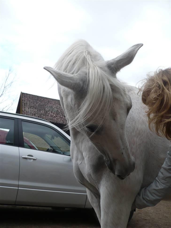 Arabisk fuldblod (OX) Progres - flere kiks billede 5