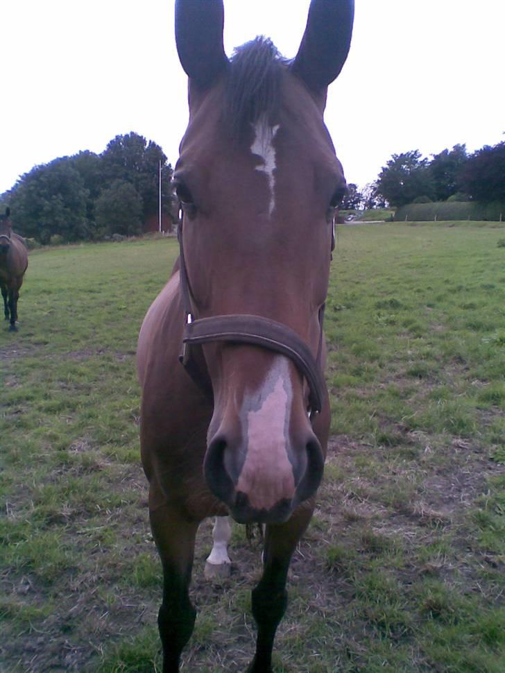 Dansk Varmblod Merci (solgt) - Merci på folden billede 2
