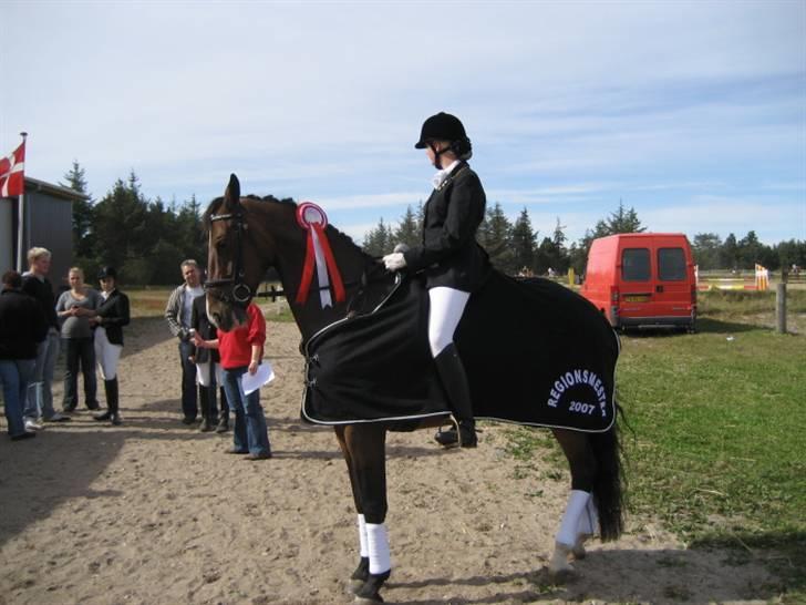 Dansk Varmblod Merci (solgt) - Den stolte equipage billede 3