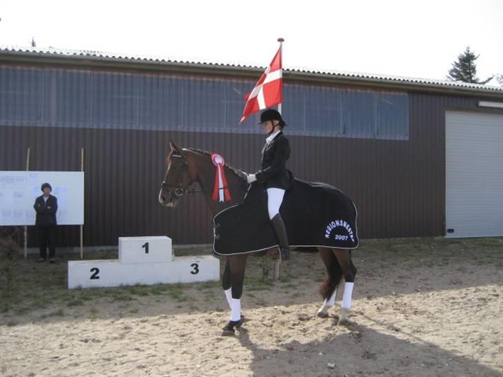 Dansk Varmblod Merci (solgt) billede 4