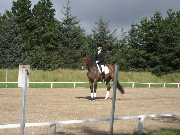 Dansk Varmblod Merci (solgt) billede 5