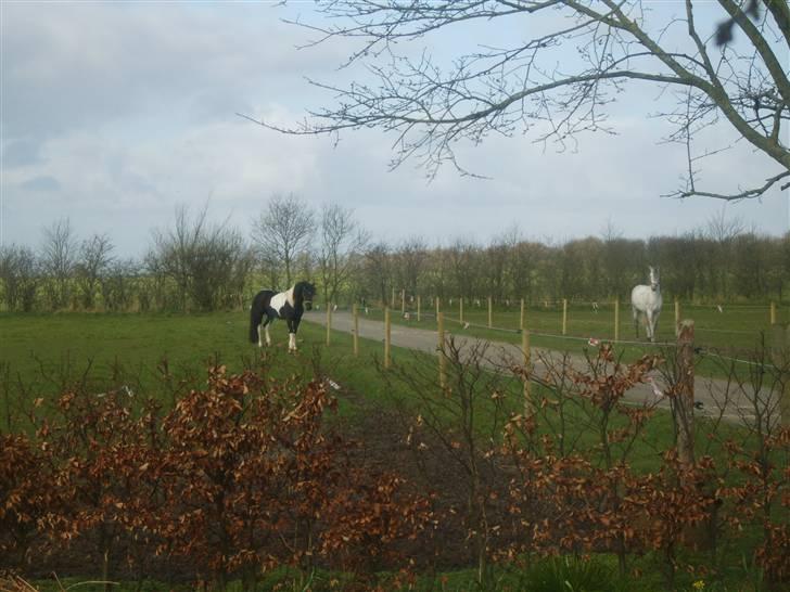 Pura Raza Española  Ribereno - vores nye ven og jeg er på fold sammen,for første gang,april 2008,vi løb mange ture frem og tilbage, billede 15