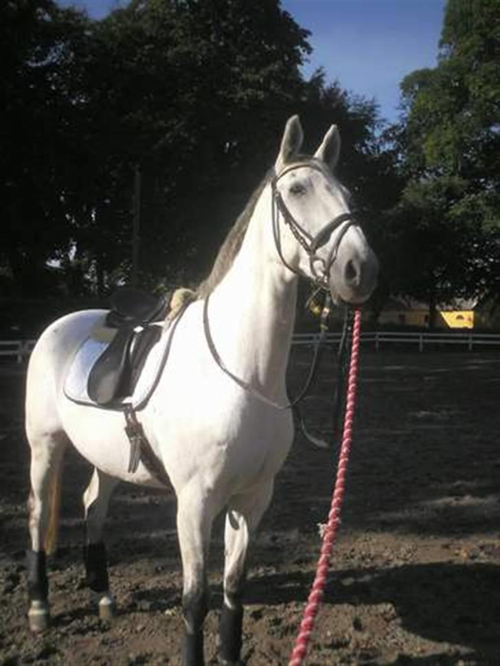 Trakehner Blå *HALVBLIND* billede 13