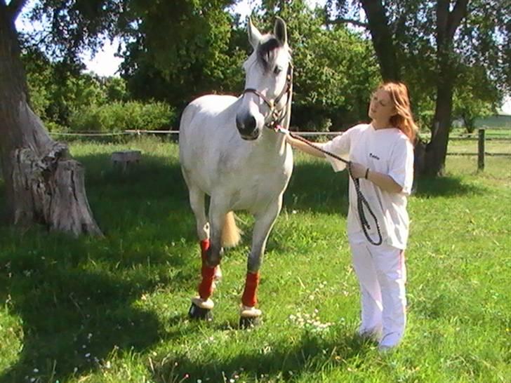 Hannoveraner  Vendel R.I.P billede 1