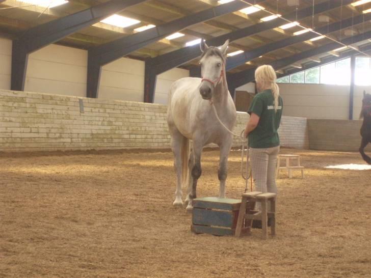 Hannoveraner  Vendel R.I.P billede 2