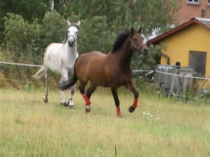 Hannoveraner  Vendel R.I.P billede 3