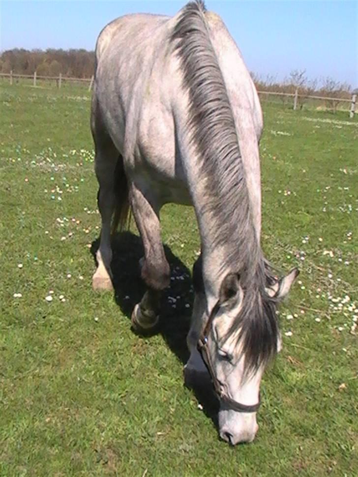 Hannoveraner  Vendel R.I.P billede 4