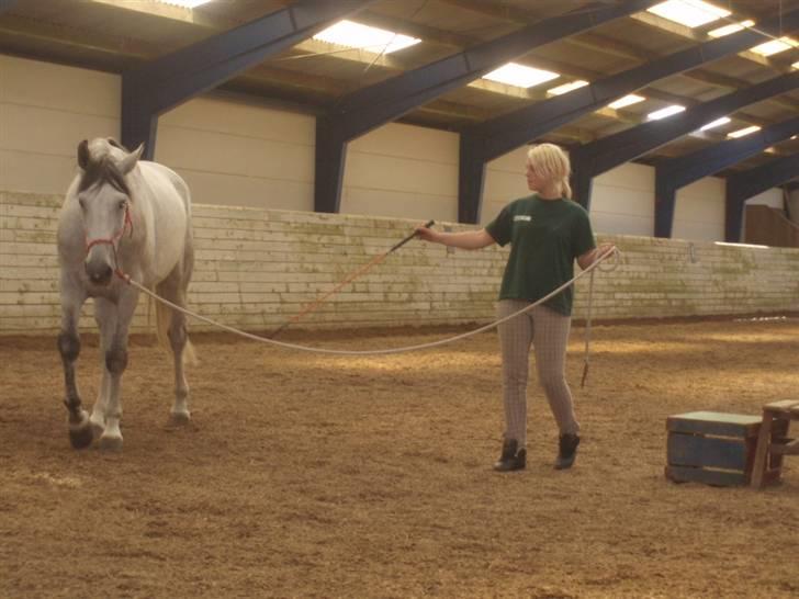 Hannoveraner  Vendel R.I.P billede 5