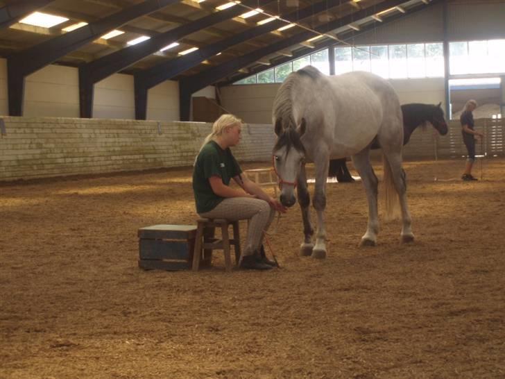 Hannoveraner  Vendel R.I.P billede 6