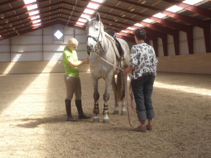 Hannoveraner  Vendel R.I.P billede 7