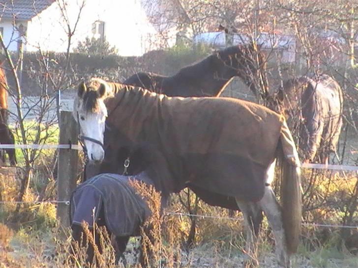 Hannoveraner  Vendel R.I.P billede 8