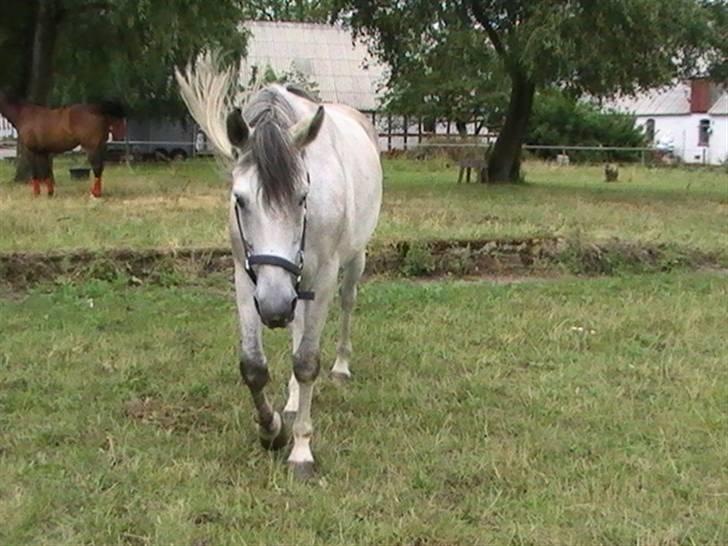 Hannoveraner  Vendel R.I.P billede 9