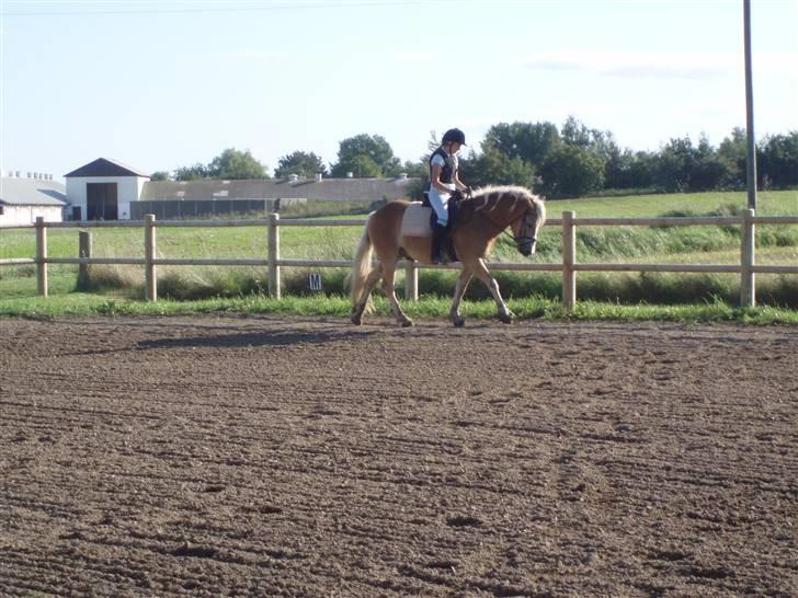 Haflinger Koldborg's Anton Steenberg - NYT: igen på sommergræs billede 11