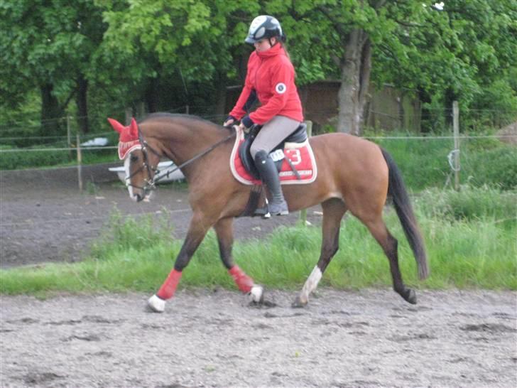 Anden særlig race Paloma Picasso [SOLGT] billede 16