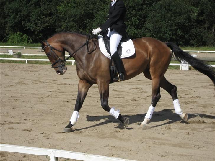 Dansk Varmblod Merci (solgt) billede 7