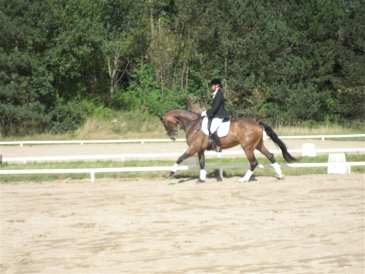 Dansk Varmblod Merci (solgt) - Stævne i Struer 2007 billede 8