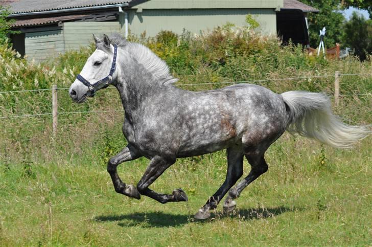 Irsk Sportspony Twister R.I.P - Wee, min lille ræser pony :D<3  billede 20