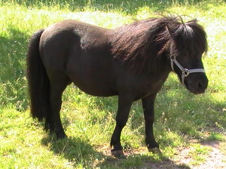 Miniature Lindegaardens Uffe billede 1