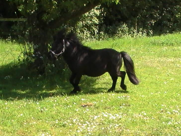 Miniature Lindegaardens Uffe billede 2