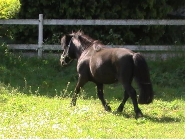 Miniature Lindegaardens Uffe billede 3