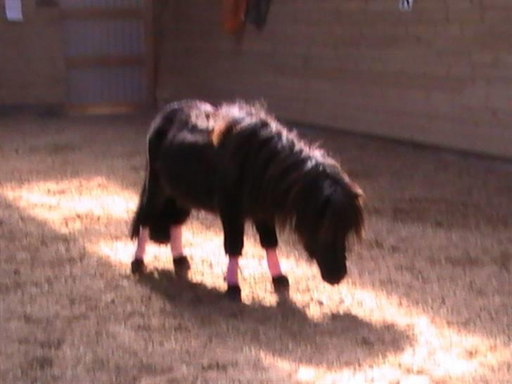 Miniature Lindegaardens Uffe billede 4