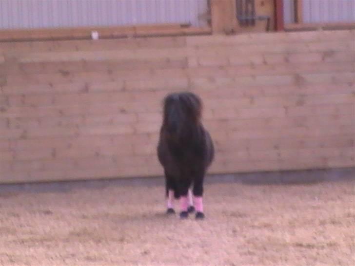 Miniature Lindegaardens Uffe billede 5