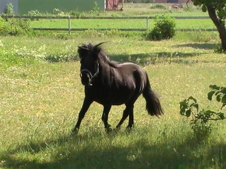 Miniature Lindegaardens Uffe billede 6