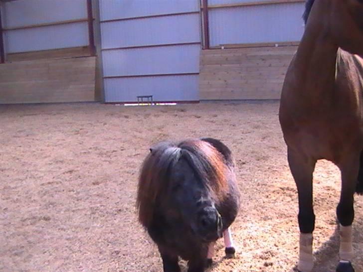 Miniature Lindegaardens Uffe billede 8