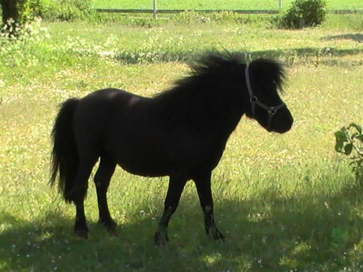 Miniature Lindegaardens Uffe billede 9