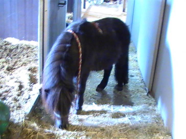 Miniature Lindegaardens Uffe billede 10