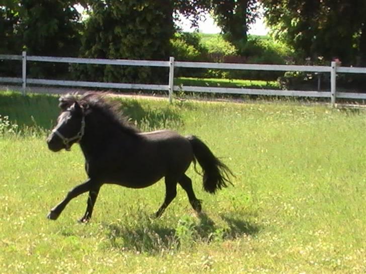 Miniature Lindegaardens Uffe billede 11