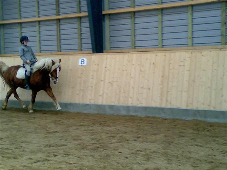 Haflinger Froukje van de Oosterweg - På vej ind i øning 22/3/2008 billede 16