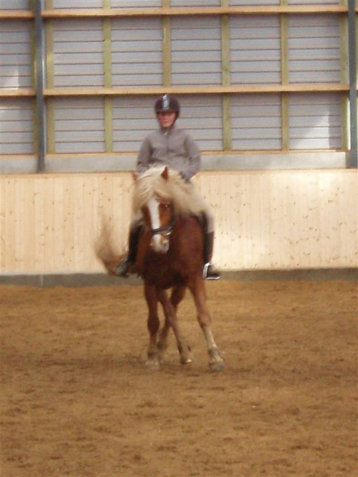 Haflinger Froukje van de Oosterweg - Schenkelvigning 22/3/2008 billede 17