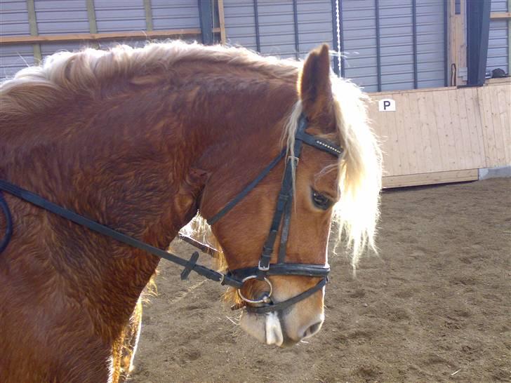 Haflinger Froukje van de Oosterweg billede 18
