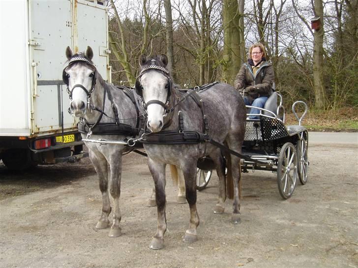 New Forest Firfod Jackpot billede 8