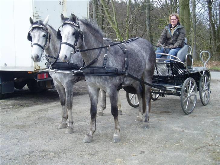 New Forest Firfod Jackpot billede 9