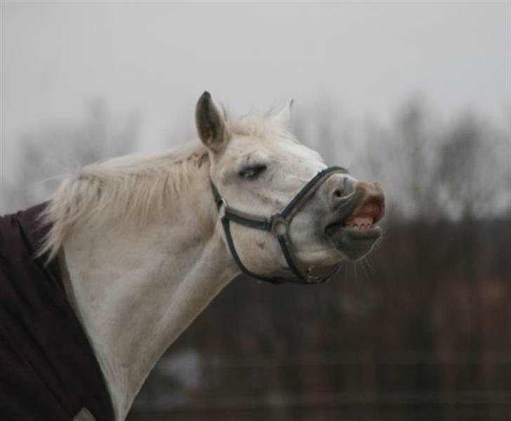 Welsh Pony af Cob-type (sec C) Filur - Fjolle pony! :b billede 2