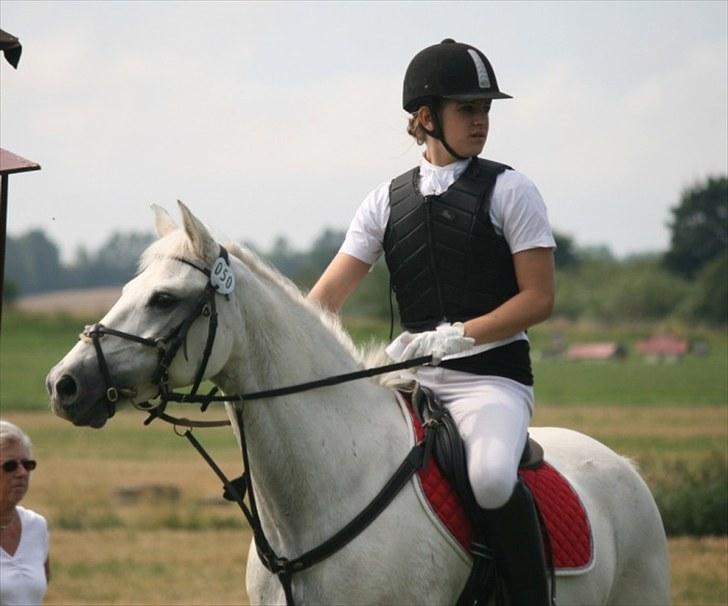 Welsh Pony af Cob-type (sec C) Filur - Smukke pony! ;D billede 4