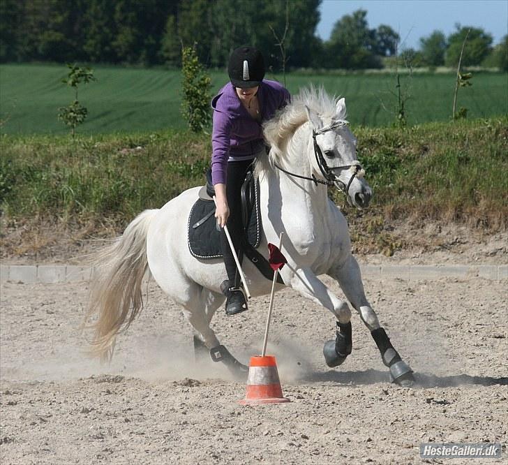 Welsh Pony af Cob-type (sec C) Filur - os lidt mouted games pony ;D billede 5