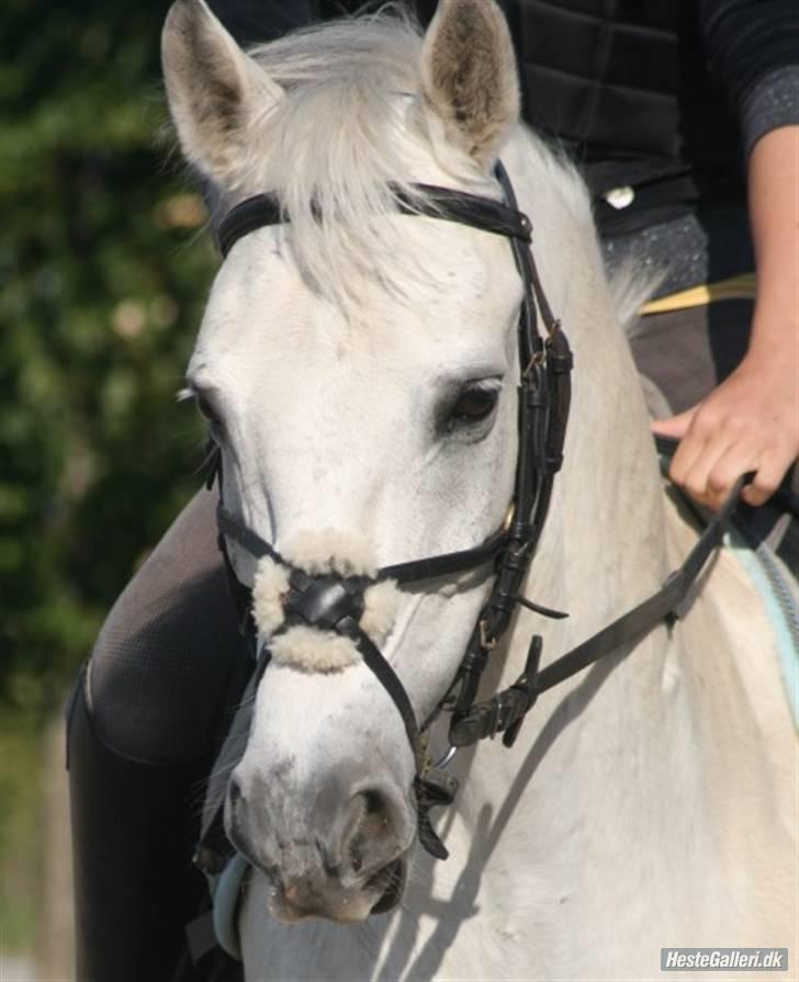 Welsh Pony af Cob-type (sec C) Filur - Smukke Filur<3 billede 6