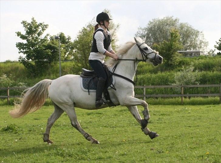 Welsh Pony af Cob-type (sec C) Filur - Vilde pony! billede 7
