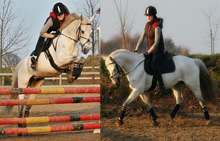 Welsh Pony af Cob-type (sec C) Filur - Spring...,.....! billede 9