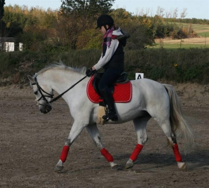 Welsh Pony af Cob-type (sec C) Filur - <3 billede 10