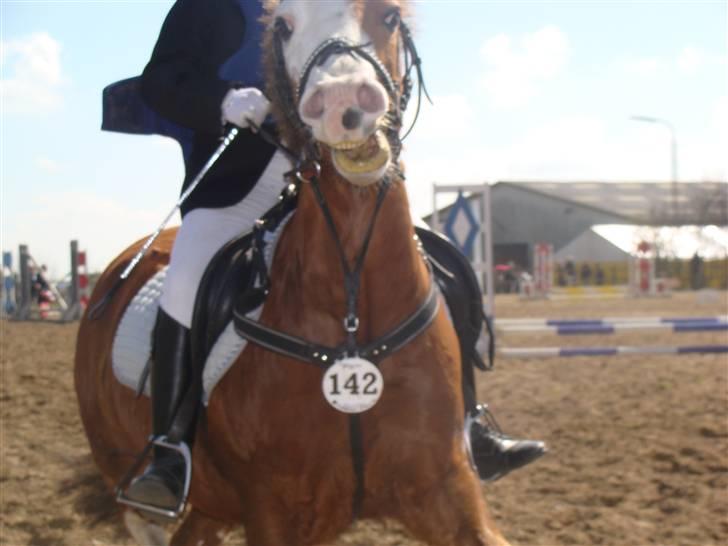 Welsh Pony (sec B) Hannibal  (SOLGT!)  - Hannibal er lidt vild... billede 18