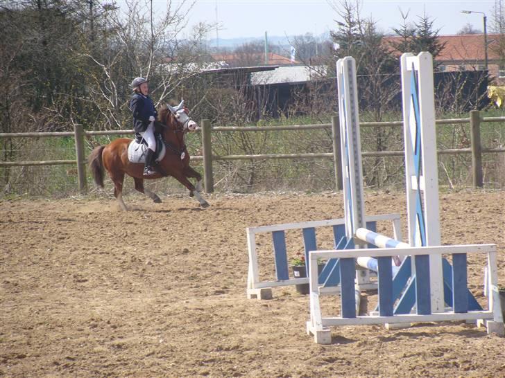 Welsh Pony (sec B) Hannibal  (SOLGT!)  - æresrunde:D billede 19