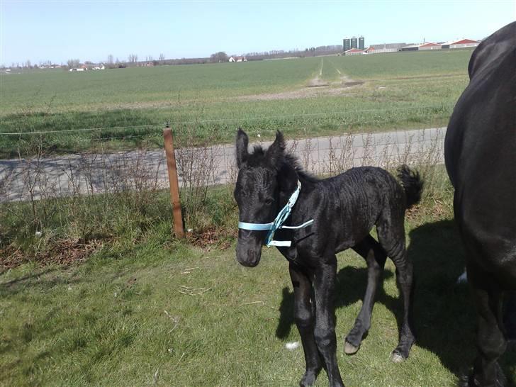 Frieser Brutalis (Solgt D18-2-11) billede 5