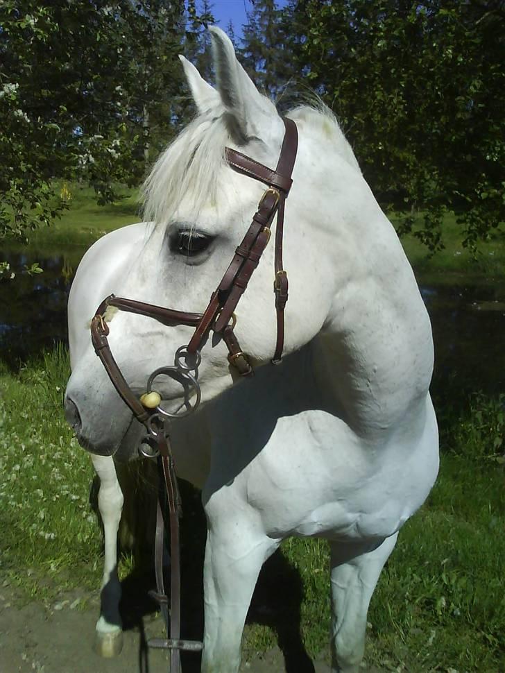 New Forest Sonnius Daphne solgt/død - *NYT* .2. sidste dag sammen, Glemmer dig aldrig! <3 billede 19