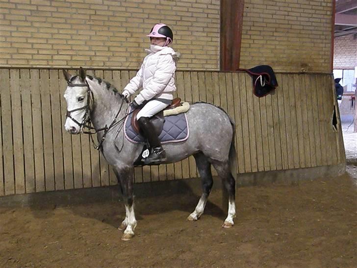 Anden særlig race Faithful´s Shakira B-pony - Velkommen til Shakira´s profil ;b C-stævne i hjørring c(";<33 hvor er du fin med brun <3 billede 1