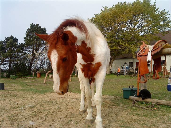 Pinto Dusty Dancer billede 2