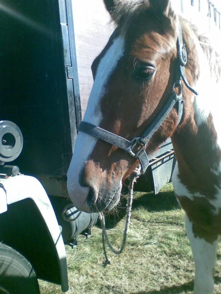 Pinto Dusty Dancer - Det var han´s kønne hovde og skønne øjene jeg fald for ude på korskro markede <3 billede 3